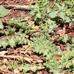 Silybum marianum (Variegated Thistle) at Gunning, NSW - 21 Feb 2025 by ConBoekel