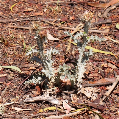 Onopordum acanthium (Scotch Thistle) at Gunning, NSW - 21 Feb 2025 by ConBoekel