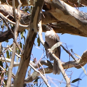 Philemon corniculatus (Noisy Friarbird) at Gunning, NSW - 21 Feb 2025 by ConBoekel