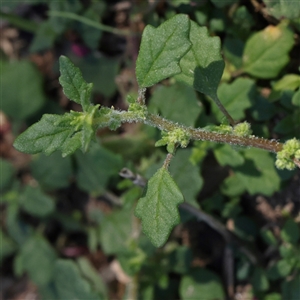 Dysphania pumilio (Small Crumbweed) at Gunning, NSW - 21 Feb 2025 by ConBoekel