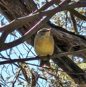 Acanthiza reguloides at Kingston, ACT - 18 Mar 2025 by Tawny4