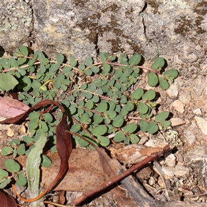 Euphorbia dallachyana (Mat Spurge, Caustic Weed) at Gunning, NSW - 21 Feb 2025 by ConBoekel