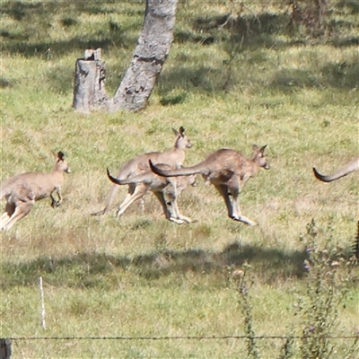 Macropus giganteus (Eastern Grey Kangaroo) at Gunning, NSW - 21 Feb 2025 by ConBoekel