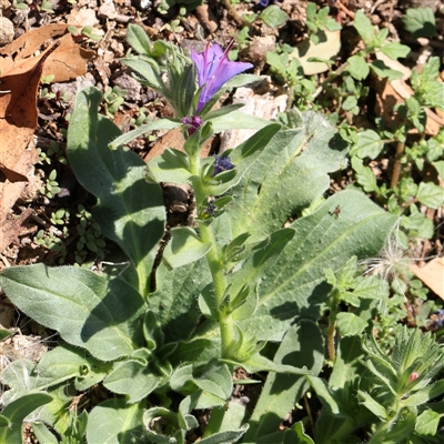 Echium plantagineum (Paterson's Curse) at Gunning, NSW - 21 Feb 2025 by ConBoekel