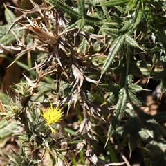 Carthamus lanatus (Saffron Thistle) at Gunning, NSW - 21 Feb 2025 by ConBoekel