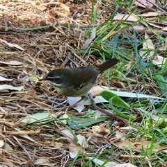 Sericornis frontalis (White-browed Scrubwren) at Fyshwick, ACT - Yesterday by Tawny4