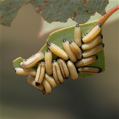 Paropsisterna cloelia (Eucalyptus variegated beetle) at Gunning, NSW - 21 Feb 2025 by ConBoekel