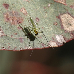 Unidentified Crane fly, midge, mosquito or gnat (several families) at Gunning, NSW - 21 Feb 2025 by ConBoekel