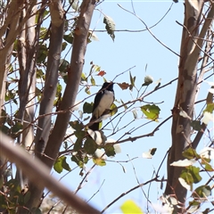 Rhipidura leucophrys (Willie Wagtail) at Gunning, NSW - 21 Feb 2025 by ConBoekel