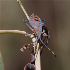 Amorbus robustus (Eucalyptus Tip-wilter Bug) at Gunning, NSW - 21 Feb 2025 by ConBoekel