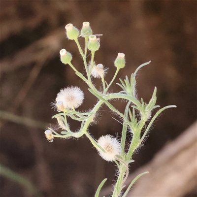 Erigeron bonariensis (Flaxleaf Fleabane) at Gunning, NSW - 21 Feb 2025 by ConBoekel