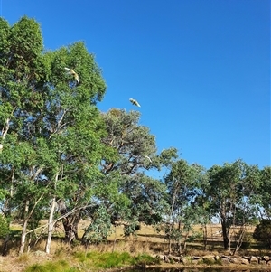 Cacatua galerita at Bowning, NSW - 19 Mar 2025 by Maren