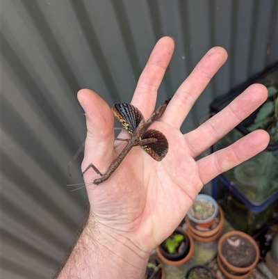 Acrophylla titan (Titan Stick Insect) at Hawker, ACT - 19 Mar 2025 by McGee