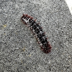 Lepidoptera unclassified IMMATURE (caterpillar or pupa or cocoon) at Hughes, ACT - 19 Jan 2025 by Linden