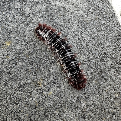 Lepidoptera unclassified IMMATURE (caterpillar or pupa or cocoon) at Hughes, ACT - 19 Jan 2025 by Linden