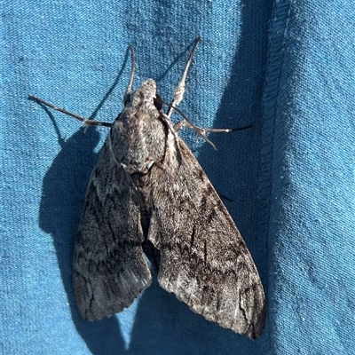 Psilogramma casuarinae (Privet Hawk Moth) at Higgins, ACT - 19 Mar 2025 by Jillw