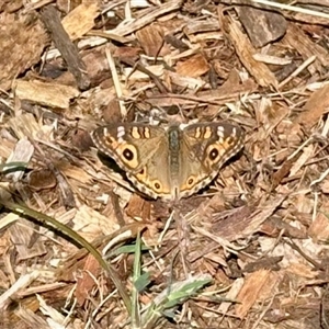 Junonia villida (Meadow Argus) at Parkes, ACT - 18 Mar 2025 by KMcCue