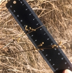 Juncus subsecundus (Finger Rush) at Crowther, NSW - 18 Mar 2025 by Frecko