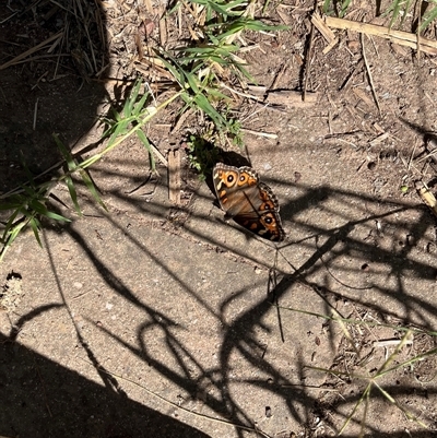 Junonia villida (Meadow Argus) at Macquarie, ACT - 19 Mar 2025 by dgb900