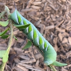 Psilogramma casuarinae (Privet Hawk Moth) at Evatt, ACT - 17 Mar 2025 by LeahColebrook