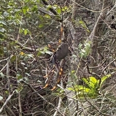 Nephila sp. (genus) at Watsons Bay, NSW - 6 Mar 2025 by Choyster