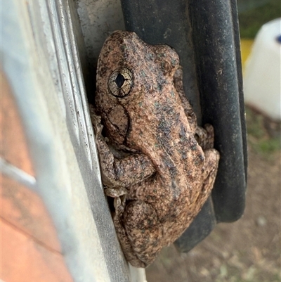 Litoria peronii (Peron's Tree Frog, Emerald Spotted Tree Frog) at Orangeville, NSW - 19 Mar 2025 by belleandjason