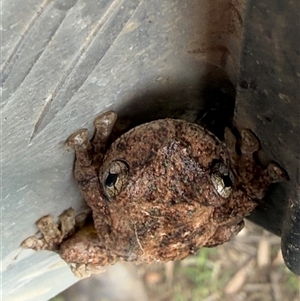 Litoria peronii at Orangeville, NSW - 19 Mar 2025 09:16 AM