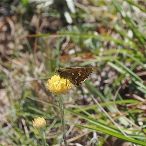 Atkinsia dominula at Mount Clear, ACT - 12 Mar 2025 by RAllen