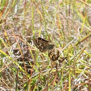 Taractrocera papyria at Mount Clear, ACT - 12 Mar 2025 by RAllen