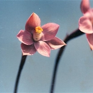 Thelymitra rubra (Salmon Sun Orchid) at Yattalunga, SA - 1 Oct 1991 by johnpugh