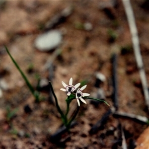 Wurmbea dioica subsp. dioica at Yattalunga, SA - 1 Sep 1990 01:25 PM