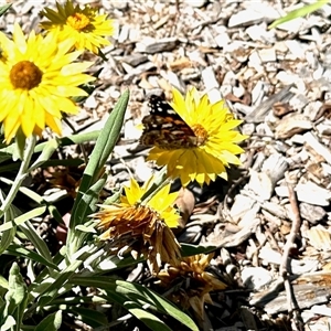 Vanessa kershawi (Australian Painted Lady) at Aranda, ACT - 19 Mar 2025 by KMcCue