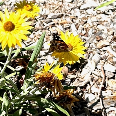 Vanessa kershawi (Australian Painted Lady) at Aranda, ACT - Today by KMcCue