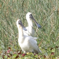 Platalea regia at Bendoura, NSW - Yesterday by MatthewFrawley