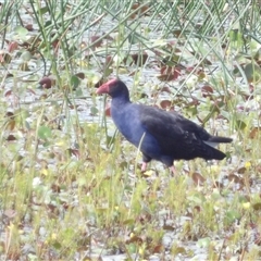 Gallinula tenebrosa at Bendoura, NSW - Yesterday by MatthewFrawley