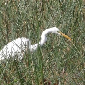 Ardea alba at Bendoura, NSW - 19 Mar 2025 by MatthewFrawley