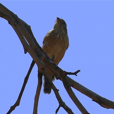 Pachycephala rufiventris (Rufous Whistler) at Fyshwick, ACT - 18 Mar 2025 by RodDeb