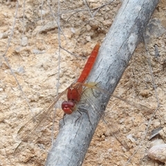 Diplacodes haematodes (Scarlet Percher) at Harolds Cross, NSW - 19 Mar 2025 by MatthewFrawley