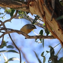 Pardalotus punctatus (Spotted Pardalote) at Fyshwick, ACT - 18 Mar 2025 by RodDeb