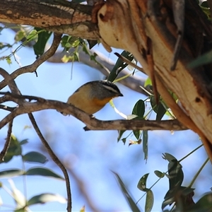 Pardalotus punctatus at Fyshwick, ACT - 18 Mar 2025 by RodDeb