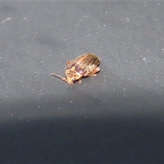 Scirtes sp. (Scirtid beetle) at Fyshwick, ACT - 18 Mar 2025 by RodDeb