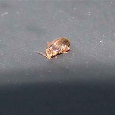 Scirtes sp. (Scirtid beetle) at Fyshwick, ACT - Yesterday by RodDeb