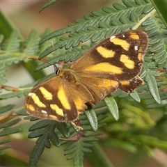 Unidentified Nymph (Nymphalidae) at Harolds Cross, NSW - 19 Mar 2025 by MatthewFrawley