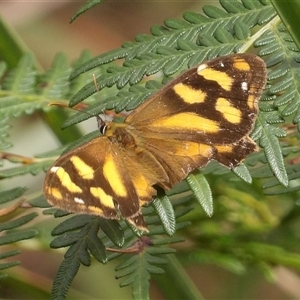 Heteronympha banksii (Banks' Brown) at Harolds Cross, NSW - 19 Mar 2025 by MatthewFrawley