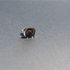 Psychodidae sp. (family) (Moth Fly, Drain Fly) at Fyshwick, ACT - 18 Mar 2025 by RodDeb