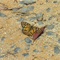 Heteronympha penelope (Shouldered Brown) at Harolds Cross, NSW - 19 Mar 2025 by MatthewFrawley