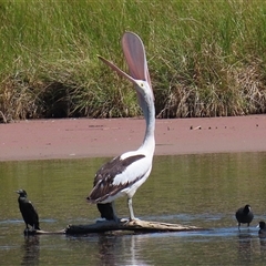 Pelecanus conspicillatus (Australian Pelican) at Fyshwick, ACT - Yesterday by RodDeb