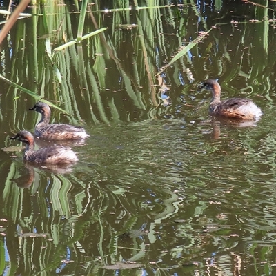 Tachybaptus novaehollandiae (Australasian Grebe) at Fyshwick, ACT - 18 Mar 2025 by RodDeb