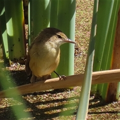 Acrocephalus australis (Australian Reed-Warbler) at Fyshwick, ACT - Yesterday by RodDeb