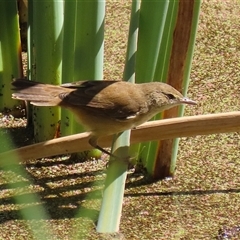 Acrocephalus australis at Fyshwick, ACT - 18 Mar 2025 01:28 PM